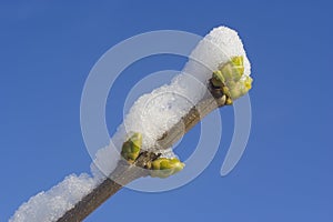 Branch with bud under snow and blue sky