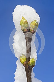 Branch with bud under snow and blue sky