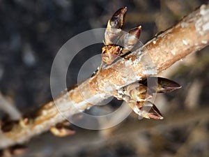 Branch with buds