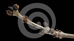 Branch with buds of an ash tree Fraxinus excelsior