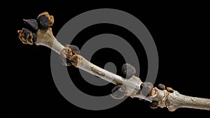 Branch with buds of an ash tree Fraxinus excelsior photo