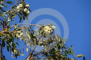 Branch with buds and creamy white flowers of a range bloodwood (corymbia abergiana)