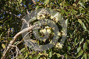 Branch with buds and creamy white flowers of a range bloodwood (corymbia abergiana), an Australian eucalyptus tree