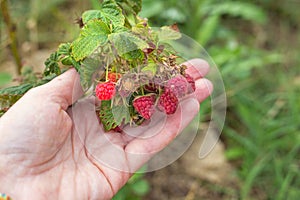 A branch with a bunch of ripe raspberries, dried in the sun. Lack of watering for the plant, hot summer
