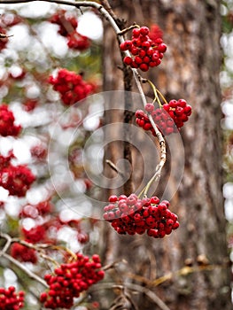 A branch with bunches of mountain ash without leaves on a background of tree bark