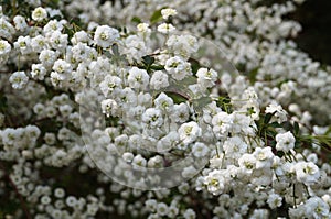 Branch bush with white small flowers