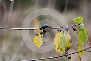 a branch of a bush with yellow and green leaves and black berries with a rain drops on them