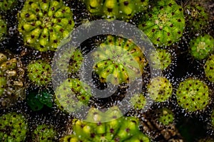 Branch of cactus with water bubbles free Stock image