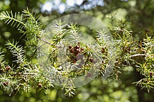 Branch  of cade juniper tree