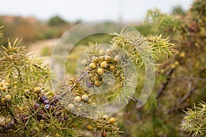 Branch of Cade juniper tree with fruits