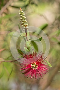 Branch of callistemon