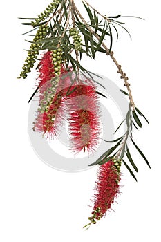 Branch Callistemon viminalis in blooming isolated on white back photo