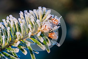 Branch of a Caucasian fir Nordmann fir with small young fir cones and ice crystals of hoarfrost at the tip.