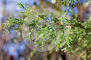 Branch of a Cedar Tree in the Forest