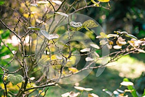 Branch cercis chinensis with buds and leaves