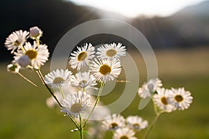 The branch of chamomile flowers with web