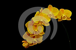 Branch of cheerful yellow phalaenopsis orchid flowers on blackbackground