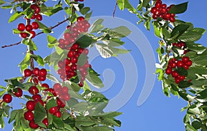 Branch of Cherries