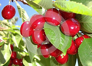 Branch of Cherries