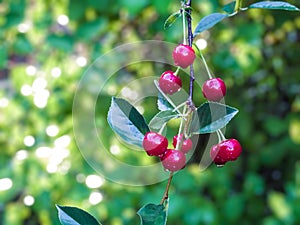 Branch with cherries on green background