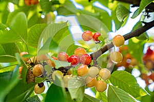 branch with cherries. harvest of berries and fruits.