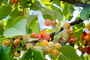 branch with cherries. harvest of berries and fruits.
