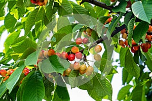 branch with cherries. harvest of berries and fruits.