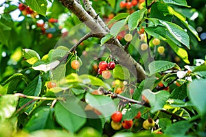 branch with cherries. harvest of berries and fruits.