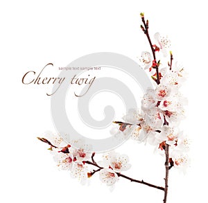 Branch of cherry in bloom