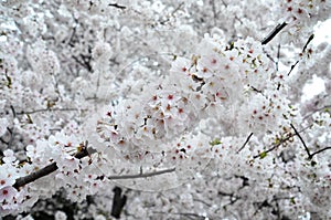 Branch of Cherry Blossom Clusters in Full Bloom