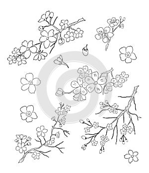 Branch of cherry blossom. hand drawn isolated sakura vector set.
