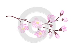 Branch of Cherry Blossom with Tender Pink Flowers Vector Illustration