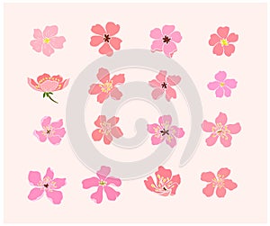 Branch of Cherry blossom on white.Sakura vector for backgound.