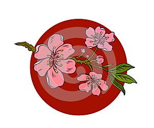 Branch of Cherry blossom on white.Sakura vector for backgound.