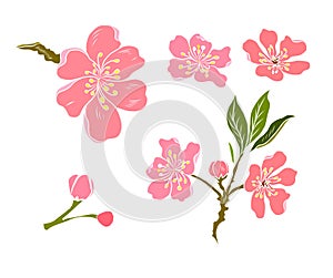 Branch of Cherry blossom on white.Sakura vector for backgound.