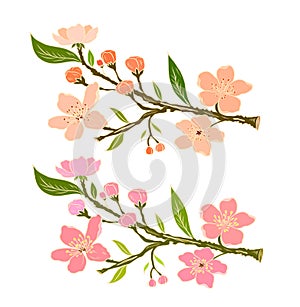 Branch of Cherry blossom on white.Sakura vector for backgound.