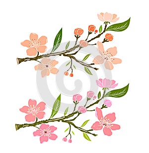 Branch of Cherry blossom on white.Sakura vector for backgound.