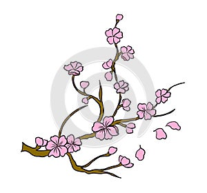 Branch of Cherry blossom on white.Vector illustration Sakura Flower