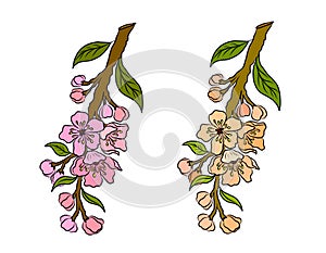 Branch of Cherry blossom on white.Vector illustration Sakura Flower,