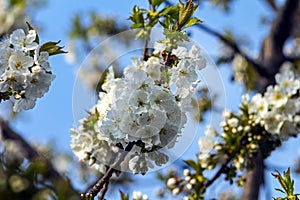 A branch of cherry blossoms