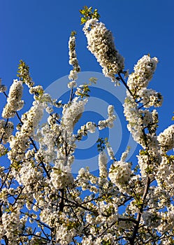 A branch of cherry blossoms