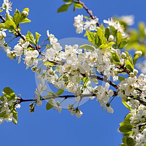 A branch of the cherry blossoms against the blue sky