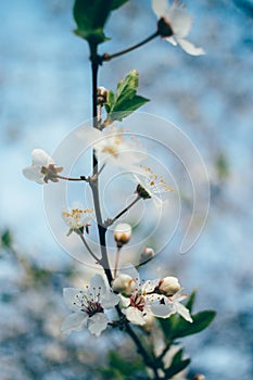 Branch cherry blossoms against blue sky