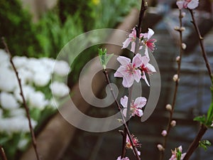 Branch of cherry blossoms on a background of greenery