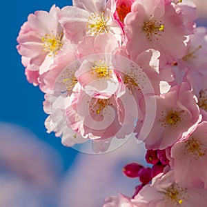 A branch of cherry blossoms. Blooming cherry