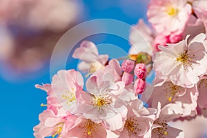 A branch of cherry blossoms. Blooming cherry tree in springtime. Beautiful spring flowers