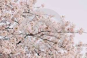 Cherry blossom closeup, brÃÂ°nch with cherry flowers in spring