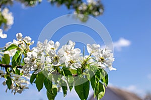 A branch of cherry blossoms. Close-up of the white flowers of blossoming cherry tree. Spring blooming tree branch. Blue