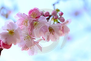 branch of cherry blossoms with dark pink buds against blue sky, soft blurred background. concepts: spring awakening