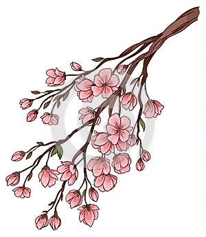 Branch of cherry blossoms with delicate pink flowers